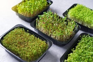 How to Germinate Seeds for Hydroponics