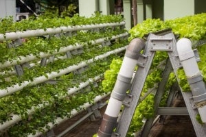 7 Most Profitable Hydroponic Plants to Grow 