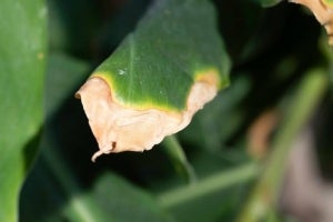 How to Solve Nutrient Burn in Hydroponic Plants