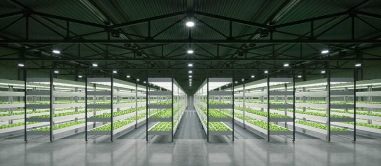 Hydroponic Lighting Guide: All About Hydroponic Grow Lights