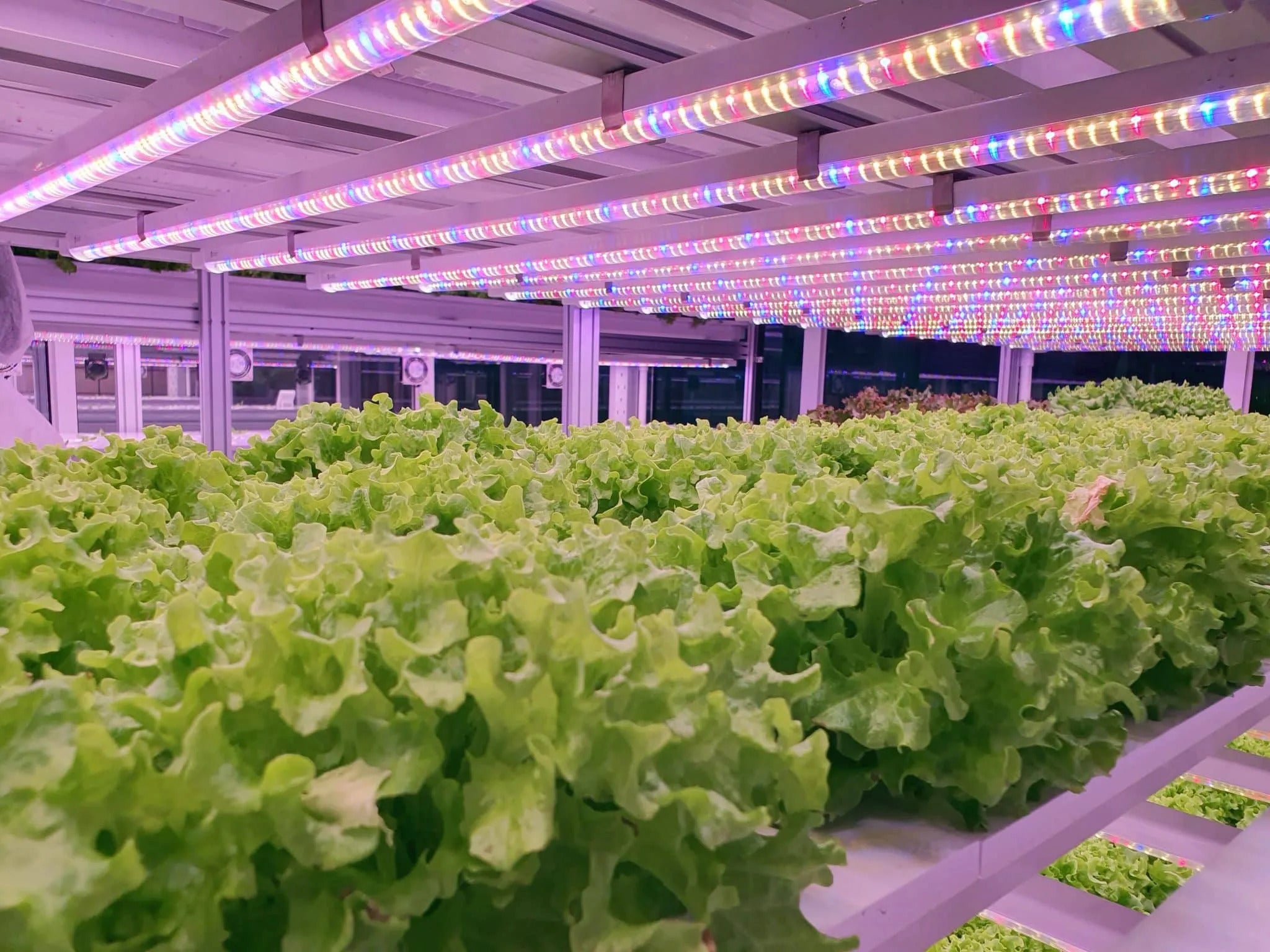 CMH vs LED Grow Lights