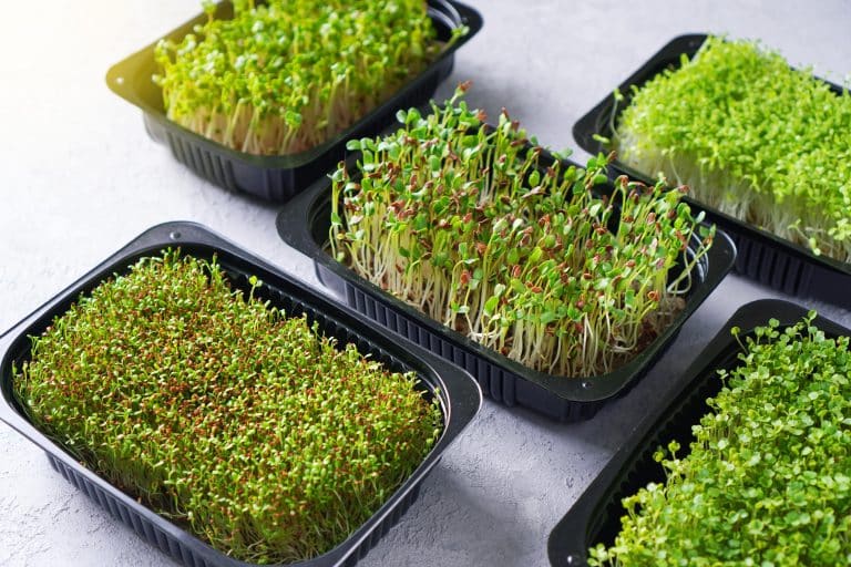 How to Germinate Seeds for Hydroponics