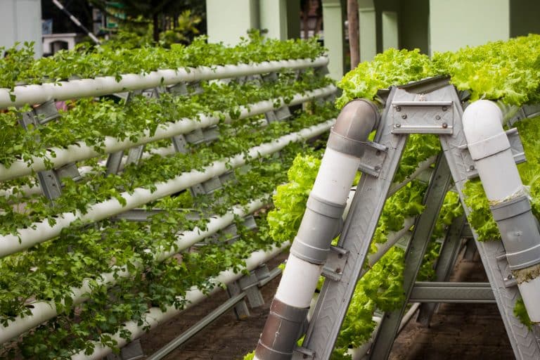 7 Most Profitable Hydroponic Plants to Grow